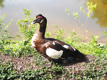 A Muscovy Duck (Cairina Moschata) By The Pond 