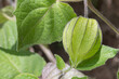 © David Jalda - cape gooseberry fruit on plant close up view fruit physalis peruviana