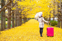 Asian Woman Tourist Walking With Pink Luggage Looking At Beautiful Yellow Ginkgo Leaves Falling Down During Autumn In The City At Public Park. Japan Outdoor Travel Vacation And Season Change Concept