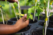 © Creative Flame - Close up of farmers hand holding Organic label on vegetable seedlings in pots