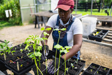 Black Female Farmer Planting Seedlings In Greenhouse