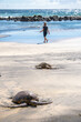 © Allison - Wild sea turtles