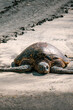 © Allison - Wild sea turtles