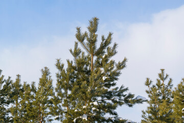 Tops of pine trees against a background of blue sky and clouds. White snow on a green fir. Winter season concept.