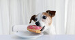 Adorable Jack Russell Terrier dog stealing sweet pink donut served on plate on table in white background