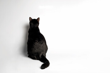 Rearview of Sitting Black cat on white background.