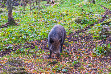 Canvas Print - Wild boar grubs at the forest floor