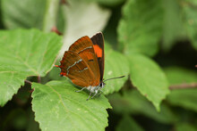 A Rare Brown Hairstreak Butterfly, Thecla Betulae, Perched On A Leaf And It Is Just Starting To Open Its Wings.