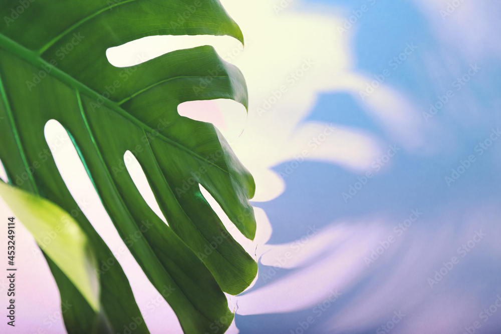 Fresh tropical palm leaf on color background, closeup