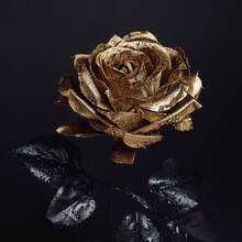 Close-up Of Golden Rose With Black Leaves And Water Drops Isolated On Dark Black Background. Creative Floral Concept. Minimal Elegant Bloom Wallpaper.