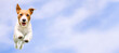 Isolated happy pet dog running, jumping on a blue sky background. Spring, summer banner.