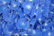 Blue hydrangea background