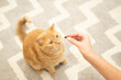 Cropped hand of a woman feeding a red cat at home. Top view with copy space Balanced cat food concept.