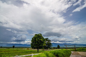 Countryside landscape, farm field and grass with grazing cows on 
pasture in rural scenery with country road, panoramic view