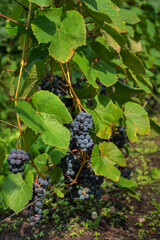 Canvas Print - View to grape garden.