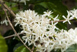 Coffee tree blossom with white color flower close up view. Coffea arabica