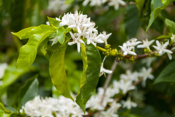 Sticker - Coffee tree blossom with white color flower close up view