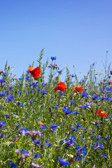 Wall Mural - blooming wild flowers on the meadow at summer.