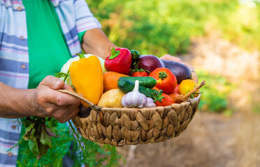 Wall Mural - Grandmother in the garden with a harvest of vegetables. Selective focus.