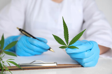 Wall Mural - Doctor holding fresh hemp leaf and writing at white table, closeup. Medical cannabis