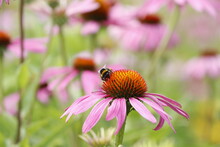Bee On A Coneflower