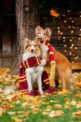 Wall Mural - Dog in scarf with pumpkin. Halloween. Autumn  Hollidays and celebration.