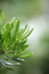 Wall Mural - Chinese Rice Flower Aglaia odorata Lour with dew