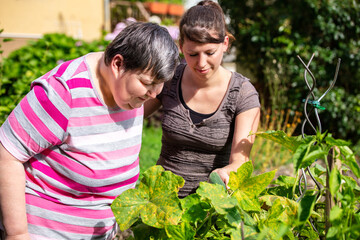 Wall Mural - mentally handicapped and disabled woman and a caregiver looking at cucumbers in a raised bed