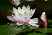 Flower And Bud Of White Water Lilies