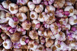Fresh purple garlic heads at a French farmers market