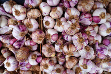 Fresh Purple Garlic Heads At A French Farmers Market