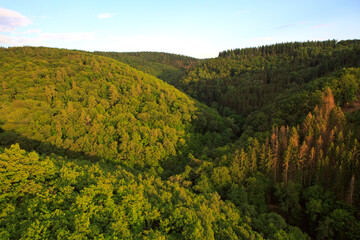 Wall Mural - summer forest background, beautiful bird eye view on green trees .