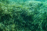 Underwater Posidonia Oceanica seagrass seen in the mediterranean sea with clear blue water. Meadows of this algae are important for the ecosystem and for the marine environment
