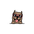 Cute pitbull dog with sunglasses cartoon, vector illustration