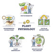 Plant physiology five key areas study and research outline collection set. Labeled educational elements for nature and environment process deep examination and scientific approach vector illustration.