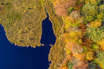 Poster - Aerial view of lake in autumnal forest