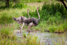 Pair Of Ostriches Stand In Pond