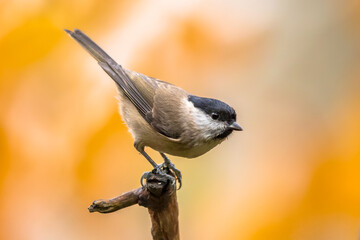 Sticker - Willow tit perched on branch on autumnal background