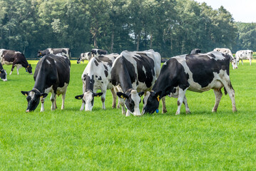 Wall Mural - four black and white cow eats grass and stands in the field