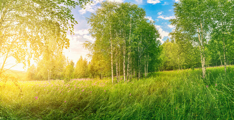 Wall Mural - sunrise or sunset in a spring birch grove with young green foliage and grass. sun rays breaking thro