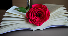 Rosa - Libro