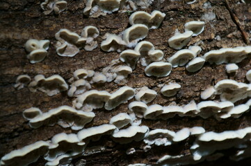 Canvas Print - Mushrooms growing on the bark of a tree. The background image.