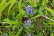 Oberriet Switzerland, April 28, 2021 Bumble Bee On A Blue Flower