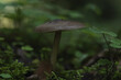 A poisonous mushroom commonly known as a pale toadstool. Poisonous mushroom growing in the forest. Death cap. 