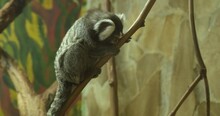 Cute Marmoset In Zoological Garden