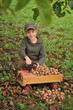 © Jacek - Child, boy 6 years old, harvesting walnuts, outdoor. Natural light.