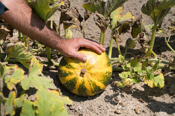 Wall Mural - Green and orange pumpkins (squash, Sweet gourd) in the field