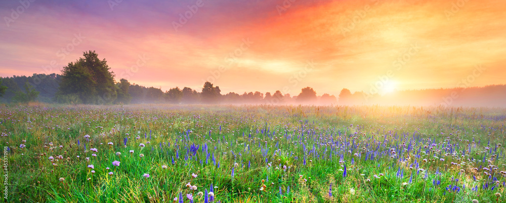 Beautiful foggy sunrise over field of flowers Stock Photo | Adobe Stock