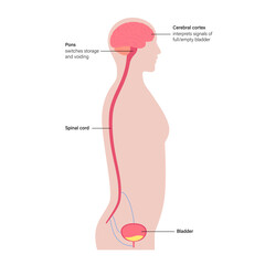 Wall Mural - Micturition neural control