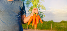 Fresh Freshly Picked Carrots In The Hands Of A Farmer On The Field. Harvested Organic Vegetables. Farming And Agriculture. Selective Focus